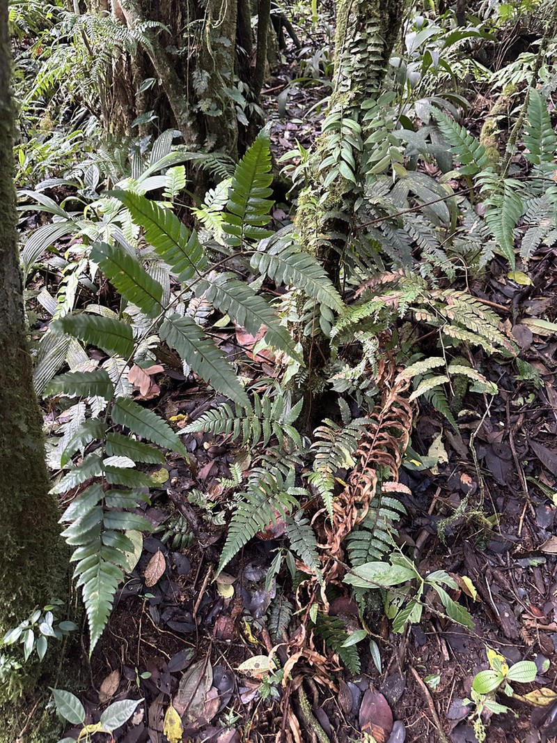 Diplazium macrophyllum photo 6