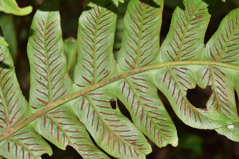 Diplazium macrophyllum photo 7