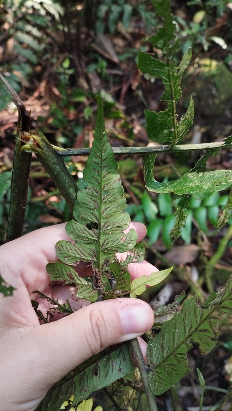 Diplazium macrophyllum photo 8