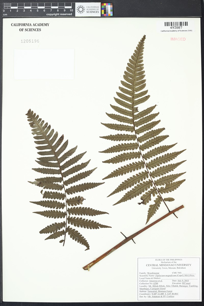 Diplazium magnificum