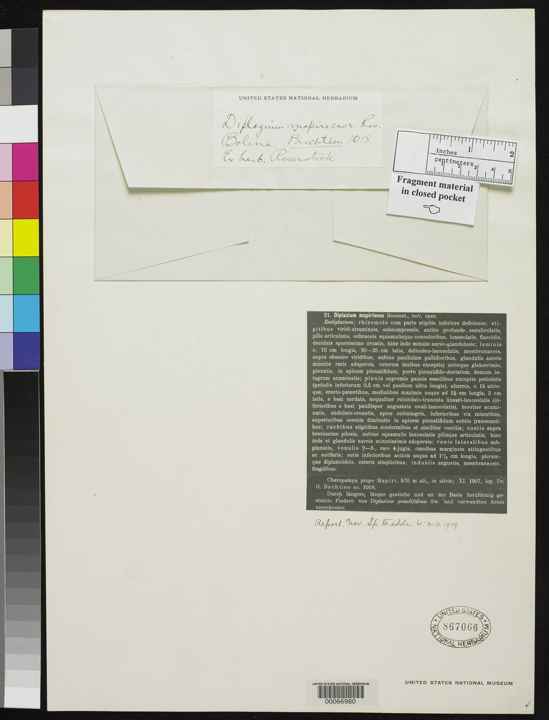 Diplazium mapiriense