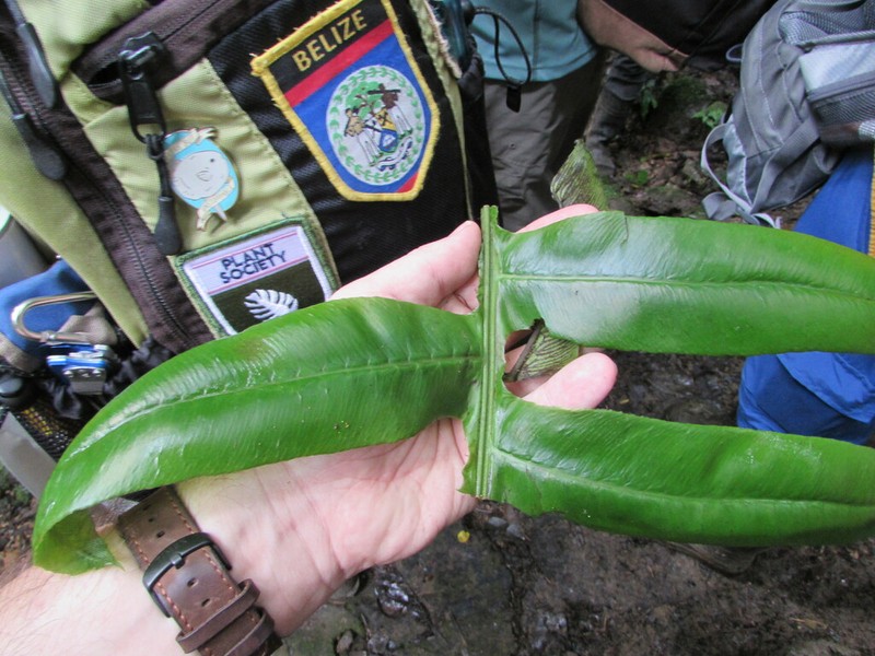 Diplazium matamense