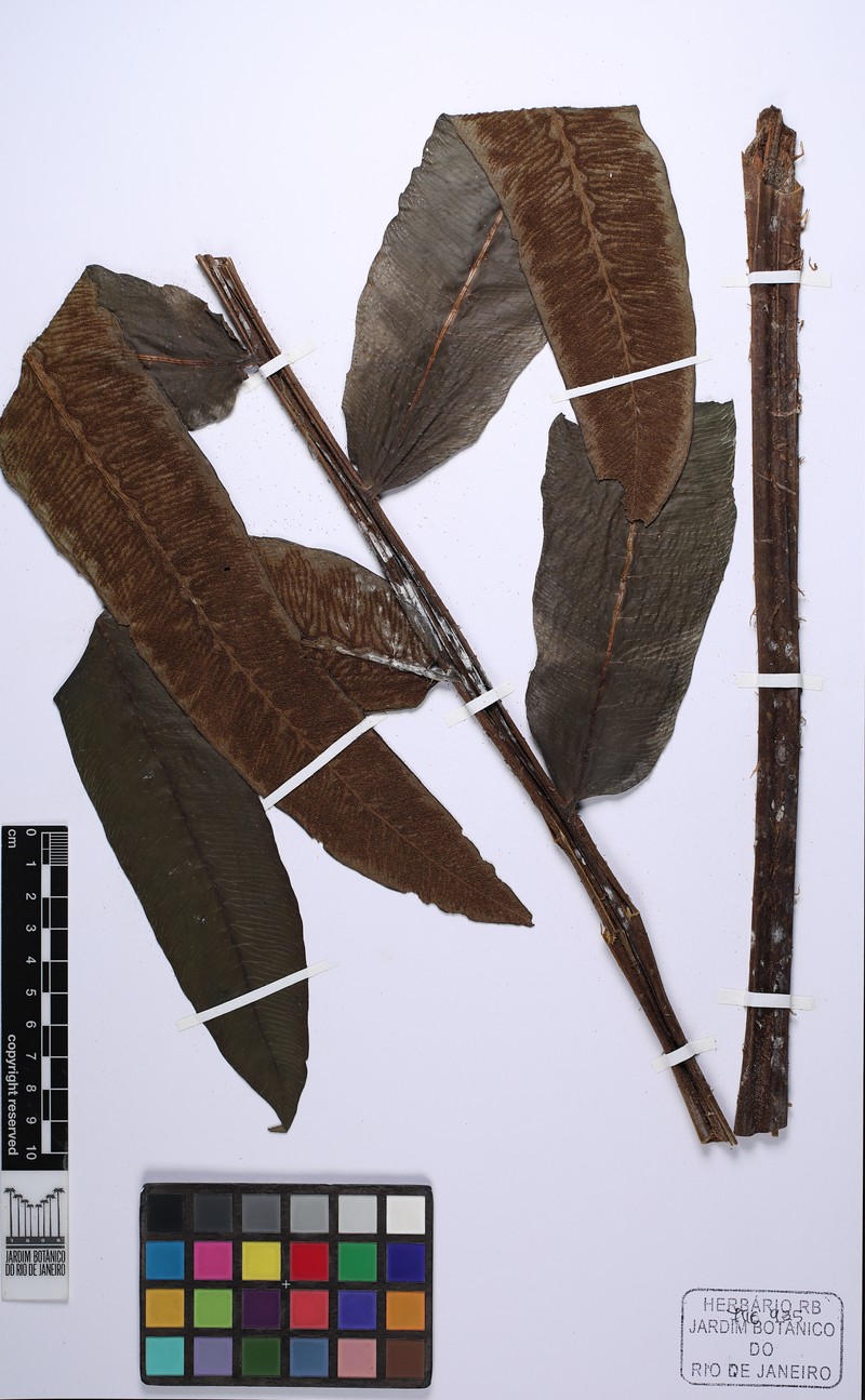 Diplazium matamense photo 2