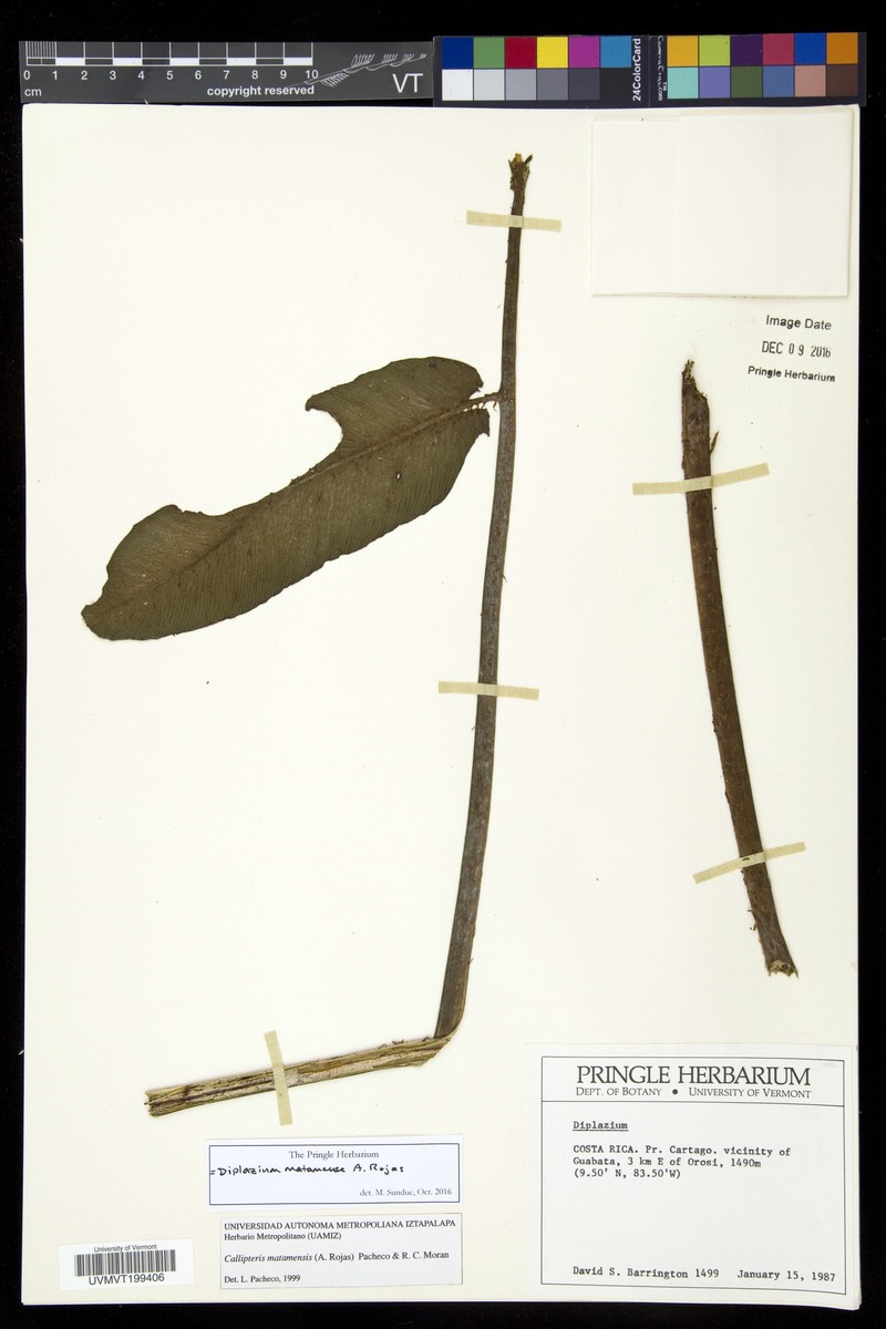 Diplazium matamense photo 5