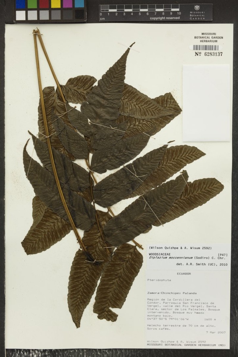 Diplazium mattogrossense