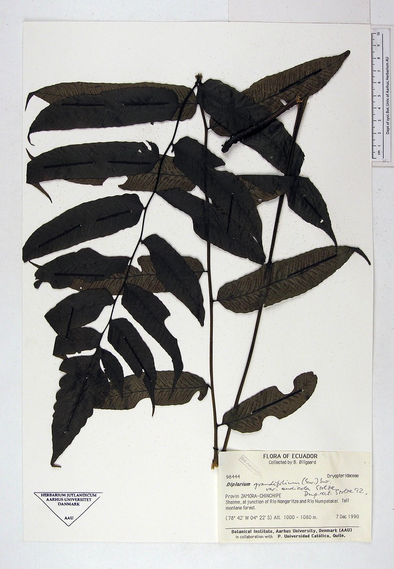 Diplazium mattogrossense photo 2