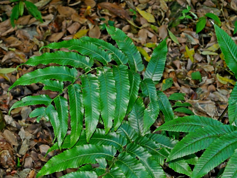 Diplazium megaphyllum
