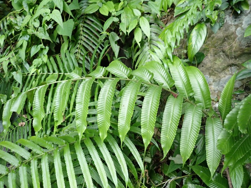 Diplazium megaphyllum photo 2