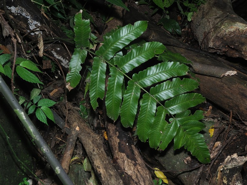 Diplazium megaphyllum photo 4
