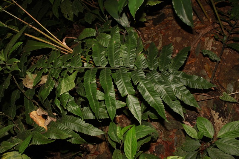 Diplazium megaphyllum photo 6