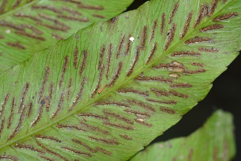 Diplazium megaphyllum photo 7