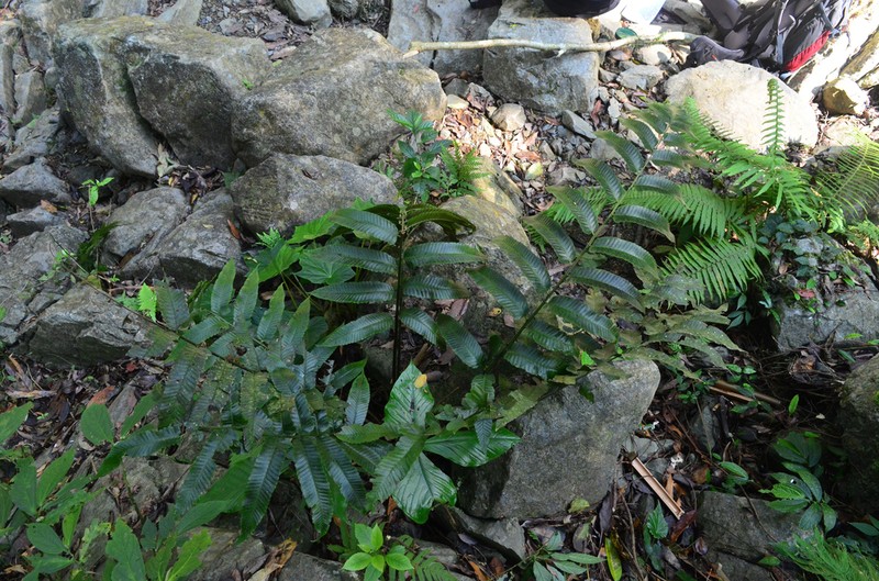 Diplazium megaphyllum photo 8