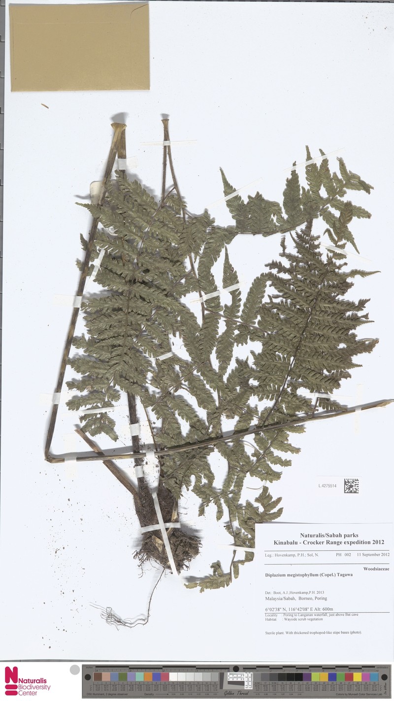 Diplazium megistophyllum