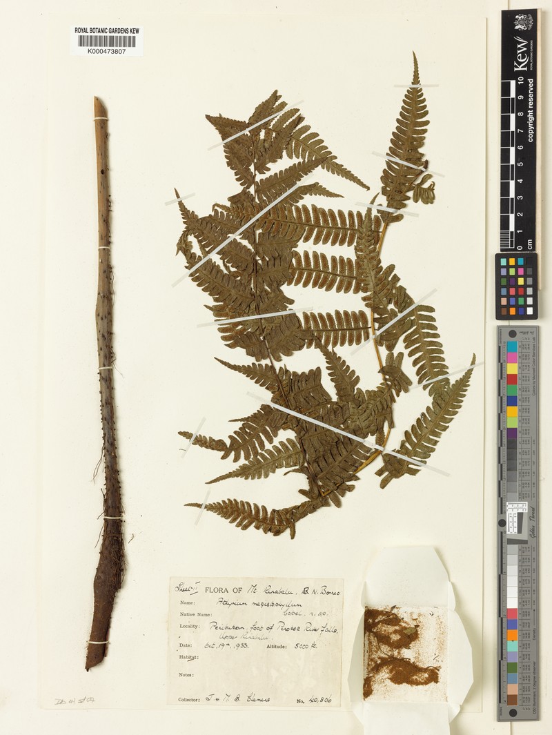 Diplazium megistophyllum photo 2