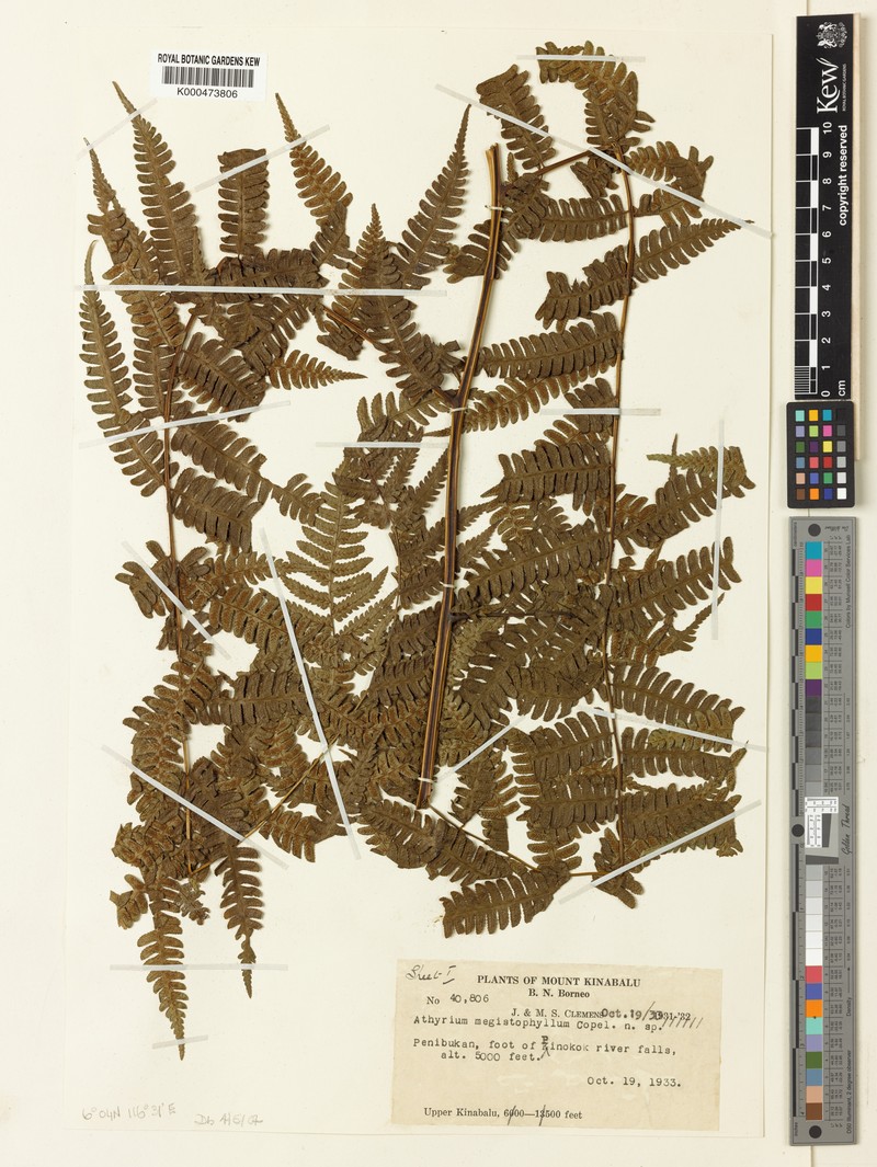 Diplazium megistophyllum photo 3