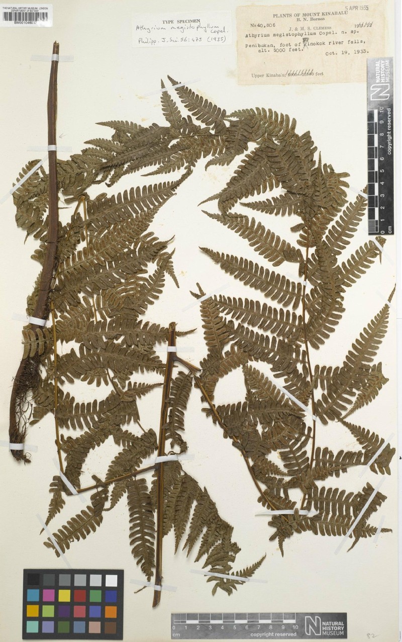 Diplazium megistophyllum photo 4