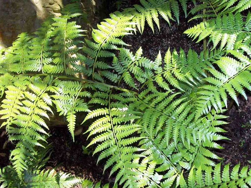 Diplazium melanochlamys