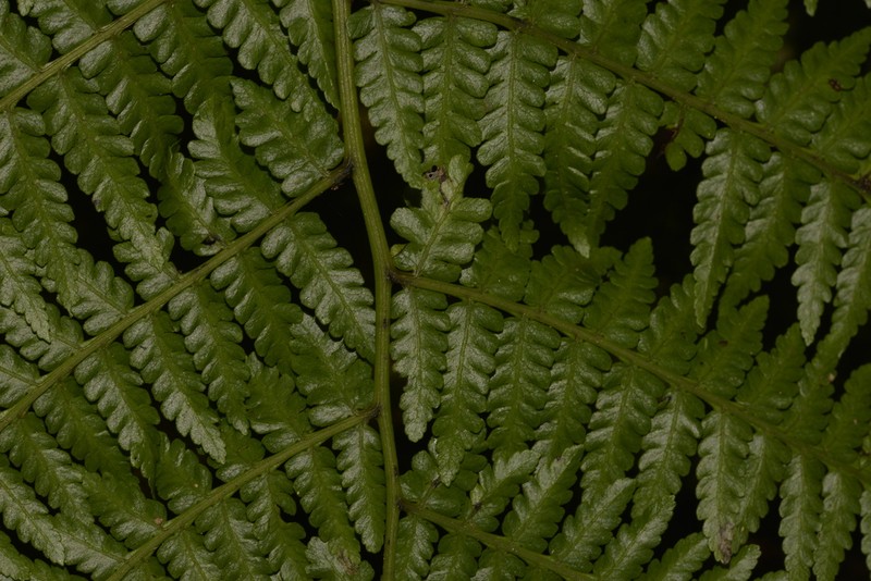 Diplazium melanochlamys photo 3