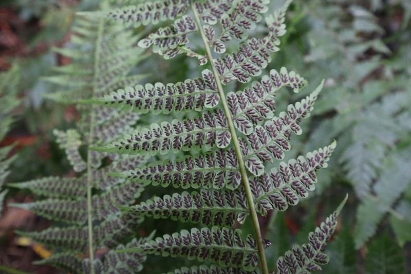 Diplazium melanochlamys photo 4