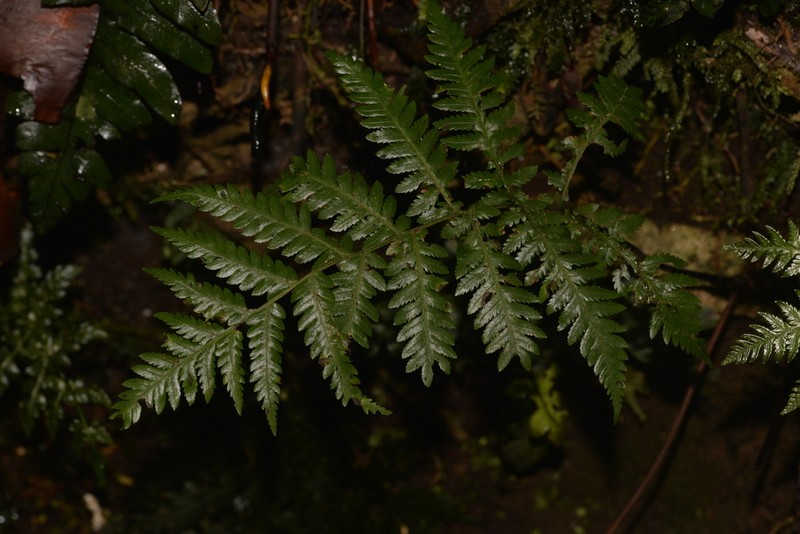 Diplazium melanochlamys photo 5