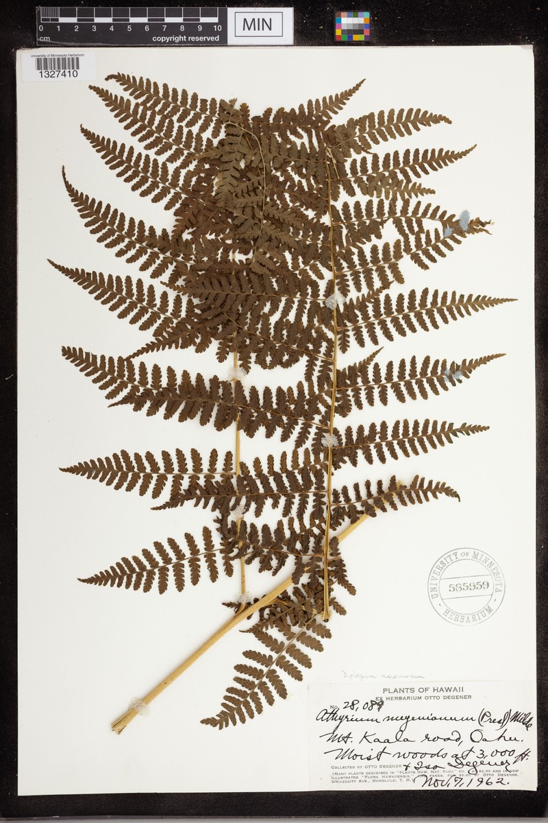 Meyen's Twinsorus Fern