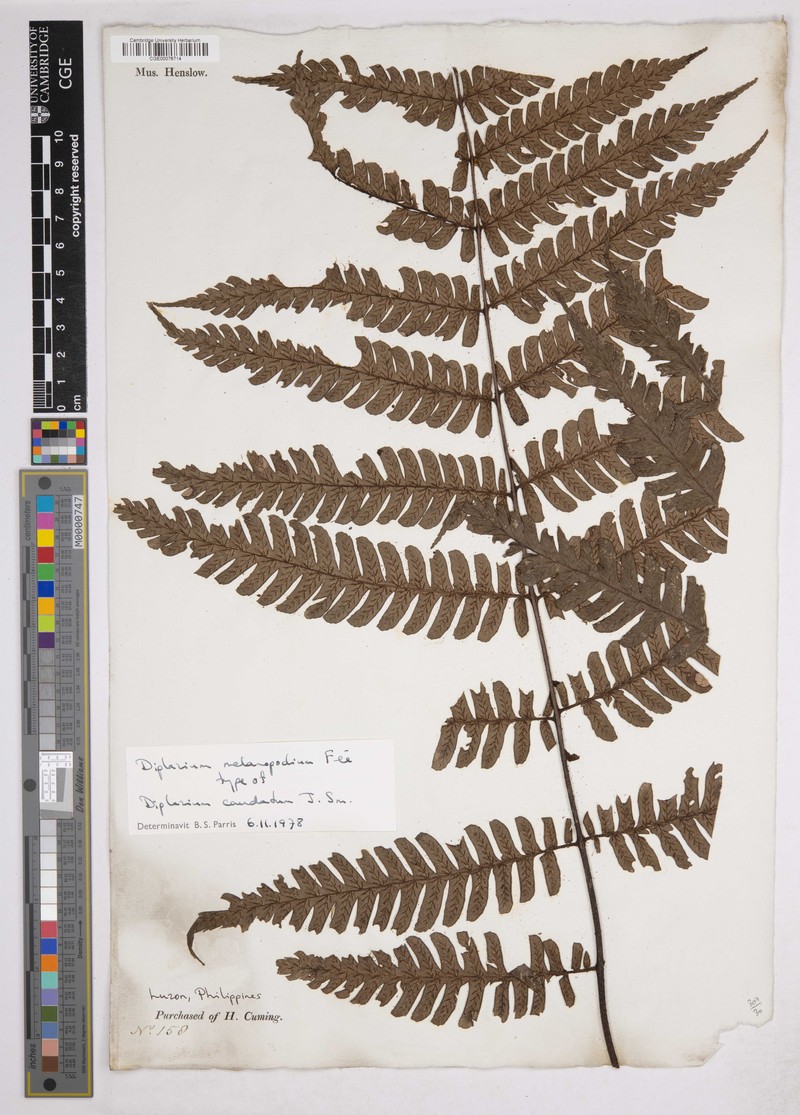 Meyen's Twinsorus Fern photo 2