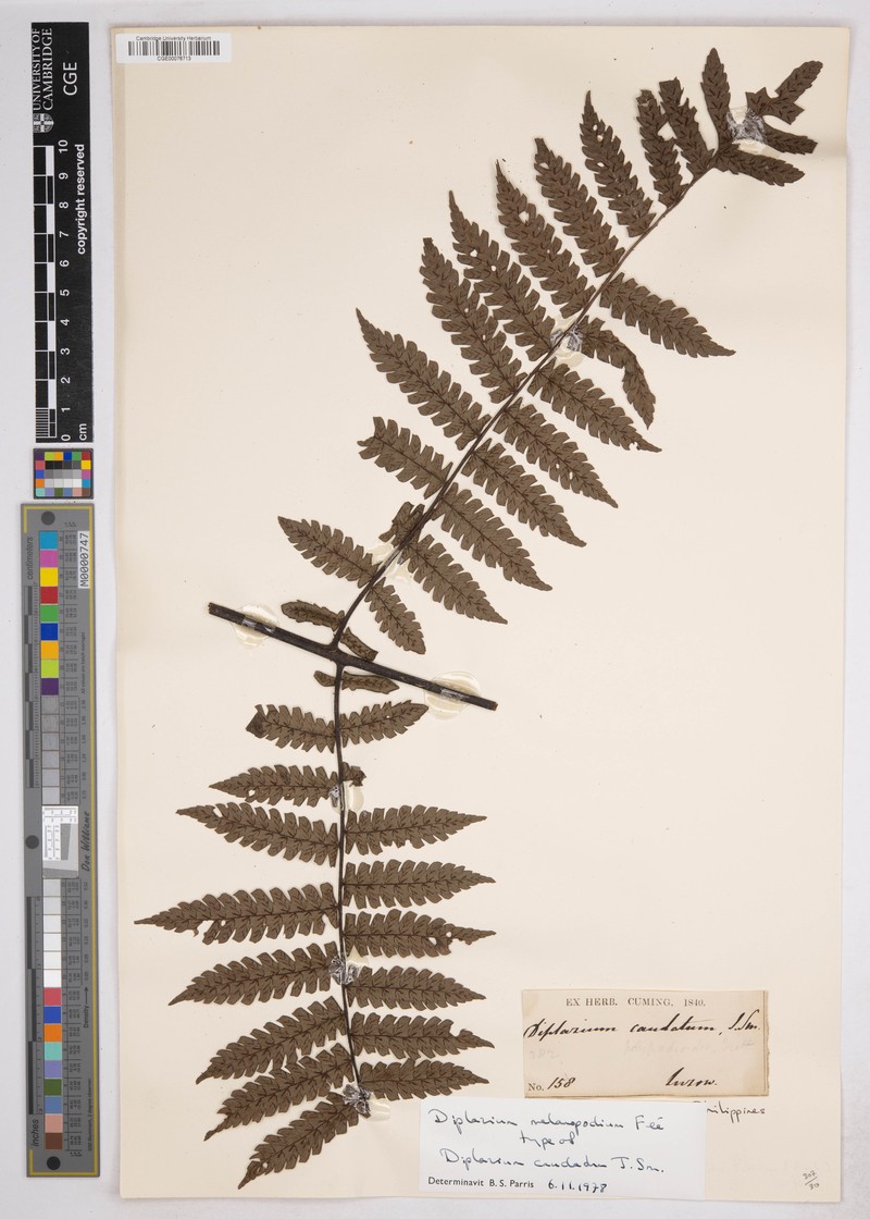 Meyen's Twinsorus Fern photo 3