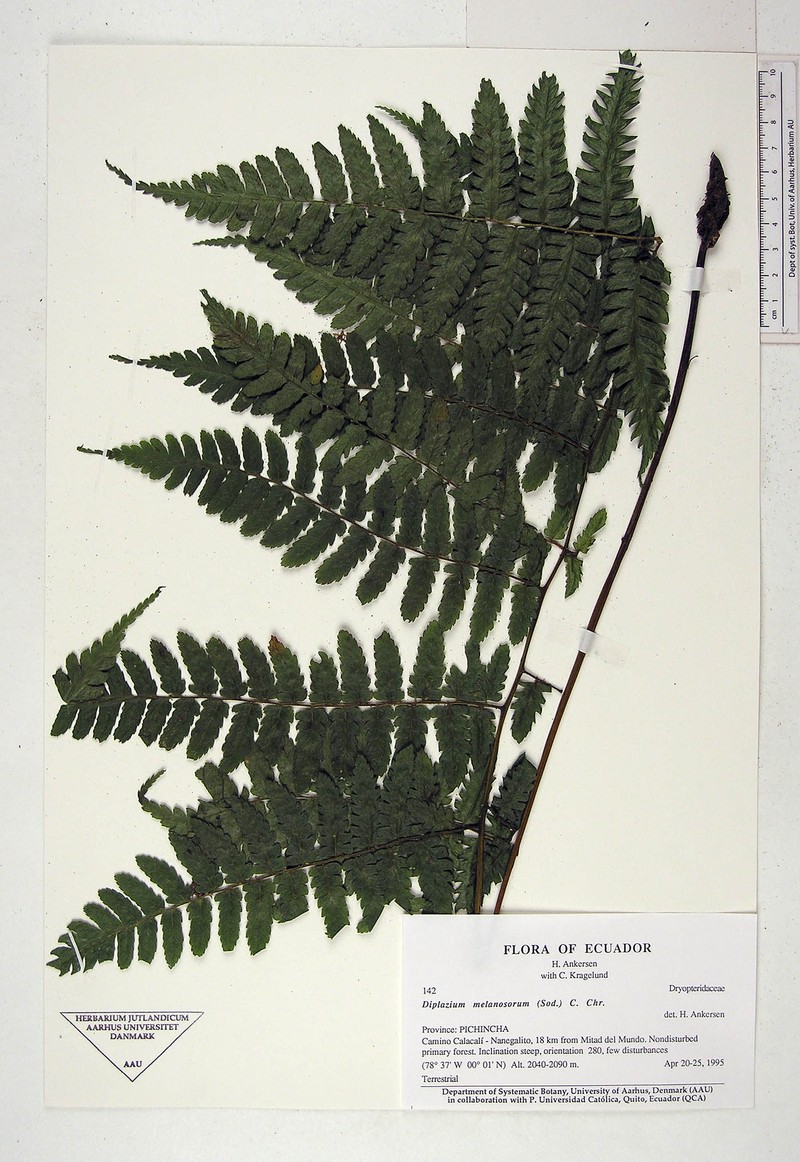 Diplazium melanosorum