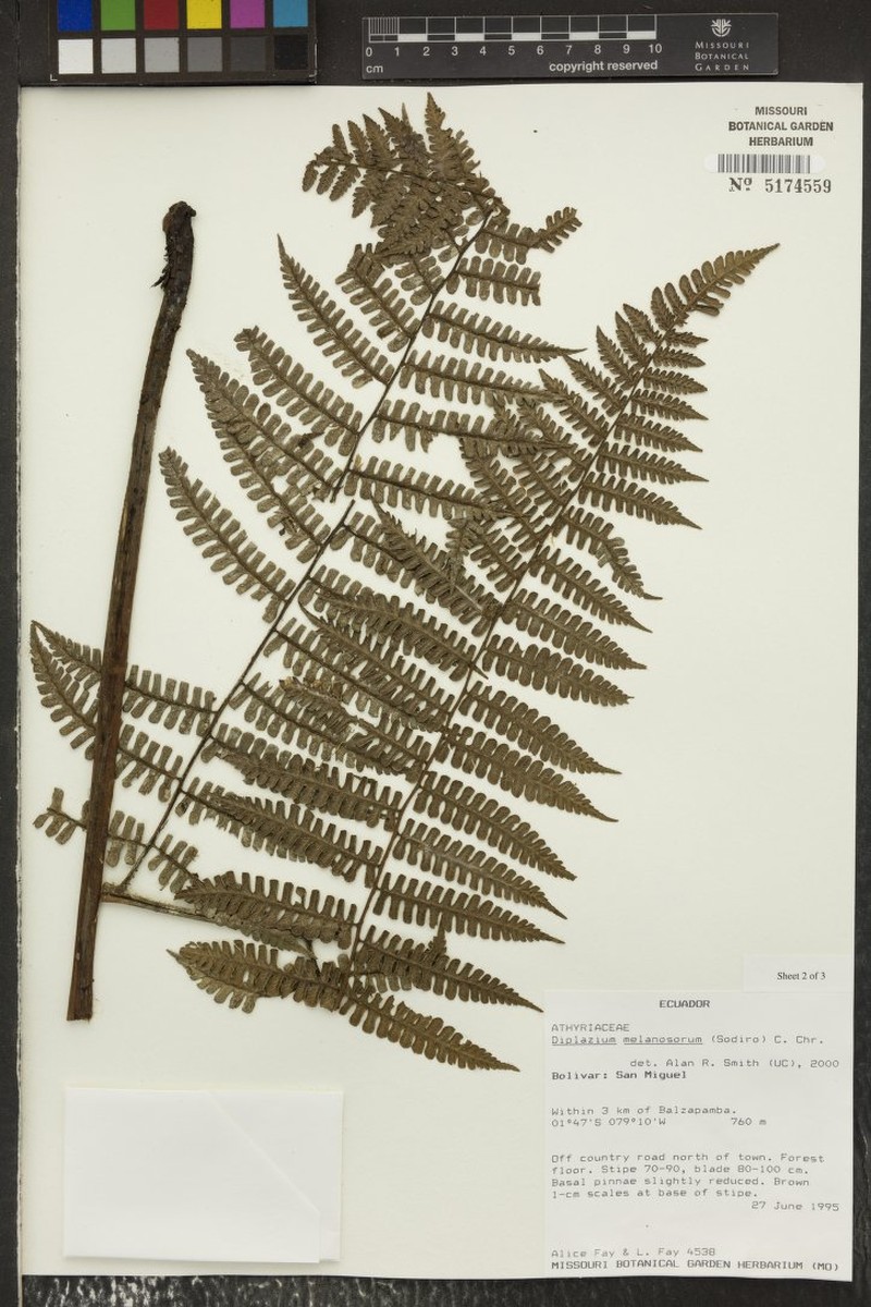 Diplazium melanosorum photo 2