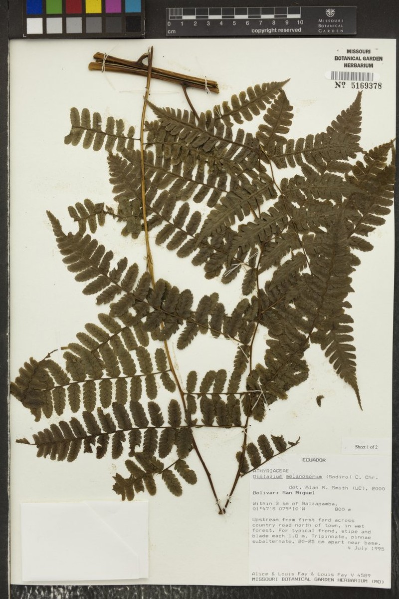 Diplazium melanosorum photo 3