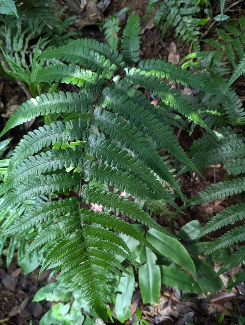 Diplazium mettenianum