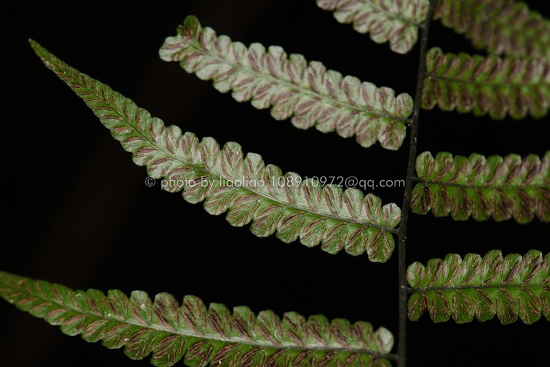 Diplazium mettenianum photo 2