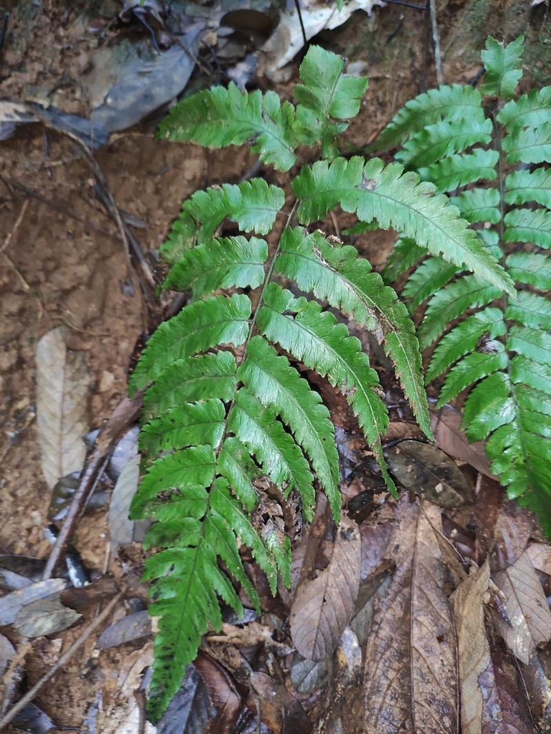 Diplazium mettenianum photo 3