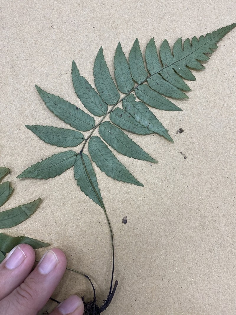 Diplazium mettenianum photo 4