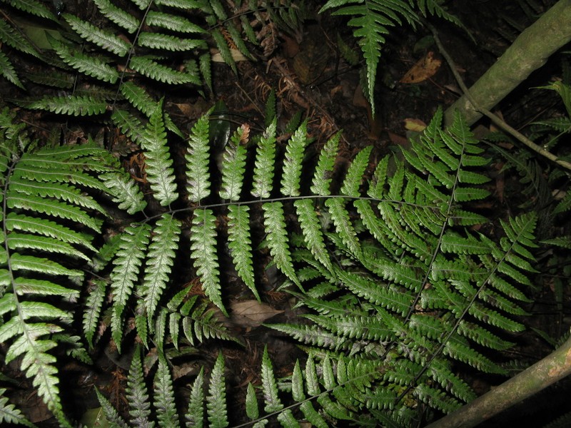 Diplazium mettenianum photo 5