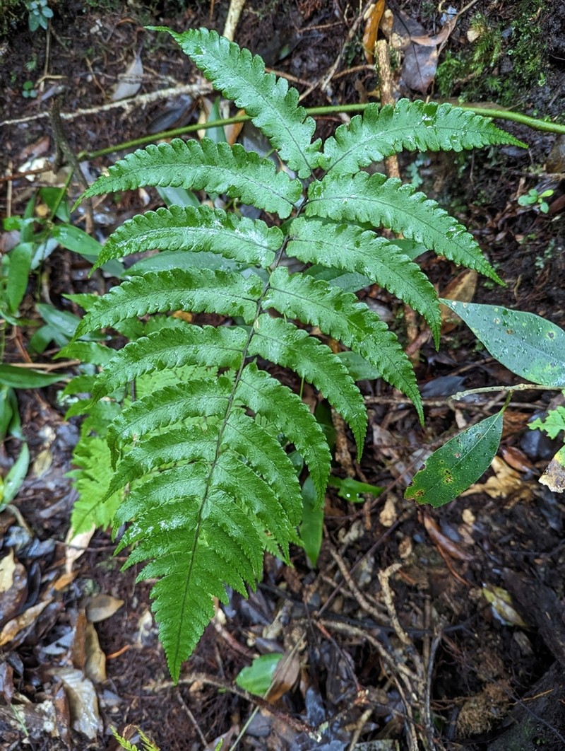 Diplazium mettenianum photo 6