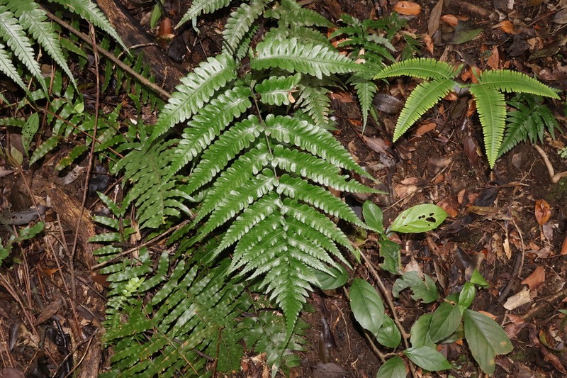 Diplazium mettenianum photo 7