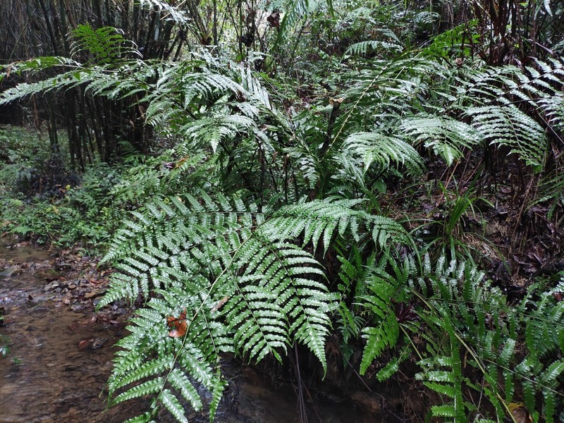 Diplazium mettenianum photo 8