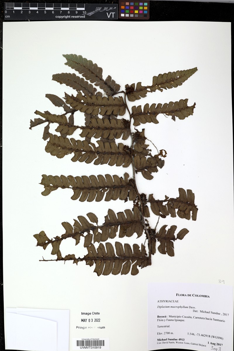 Diplazium microphyllum