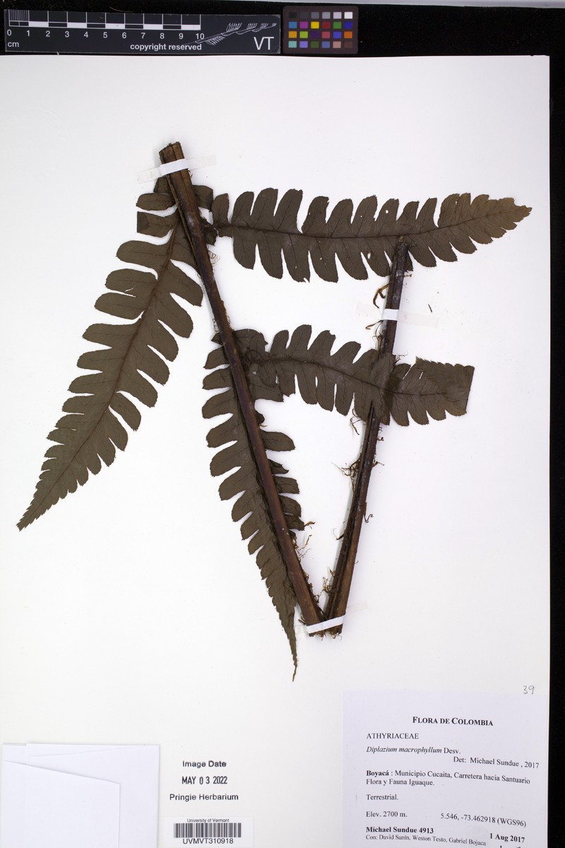 Diplazium microphyllum photo 2