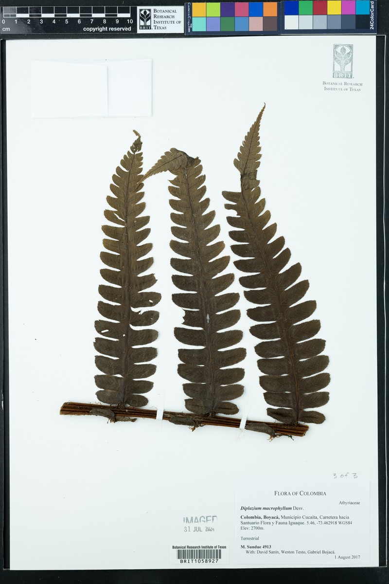 Diplazium microphyllum photo 4