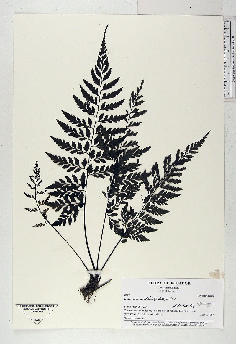 Diplazium mildei