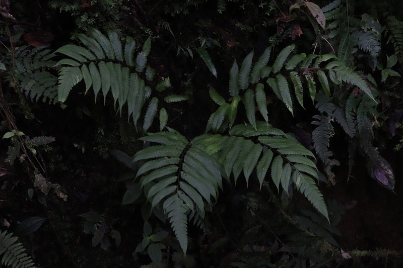Diplazium moccennianum