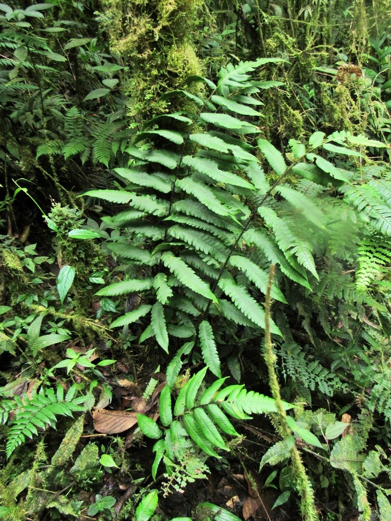 Diplazium moccennianum photo 2