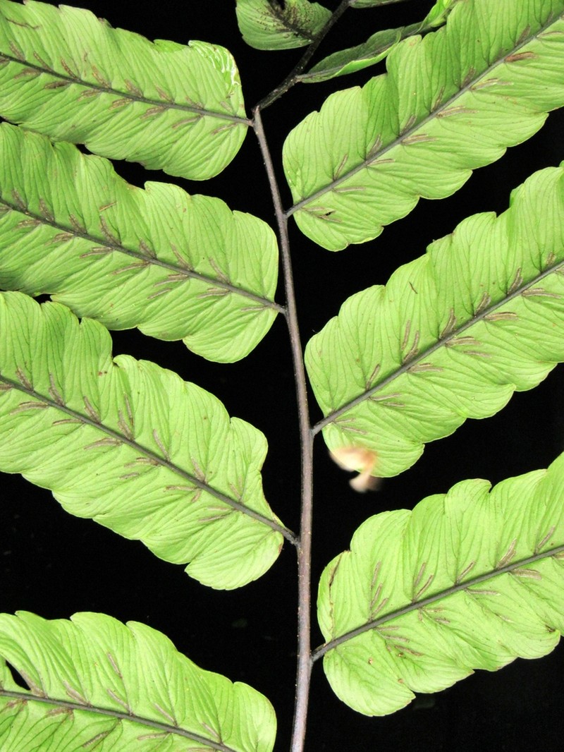 Diplazium moccennianum photo 3
