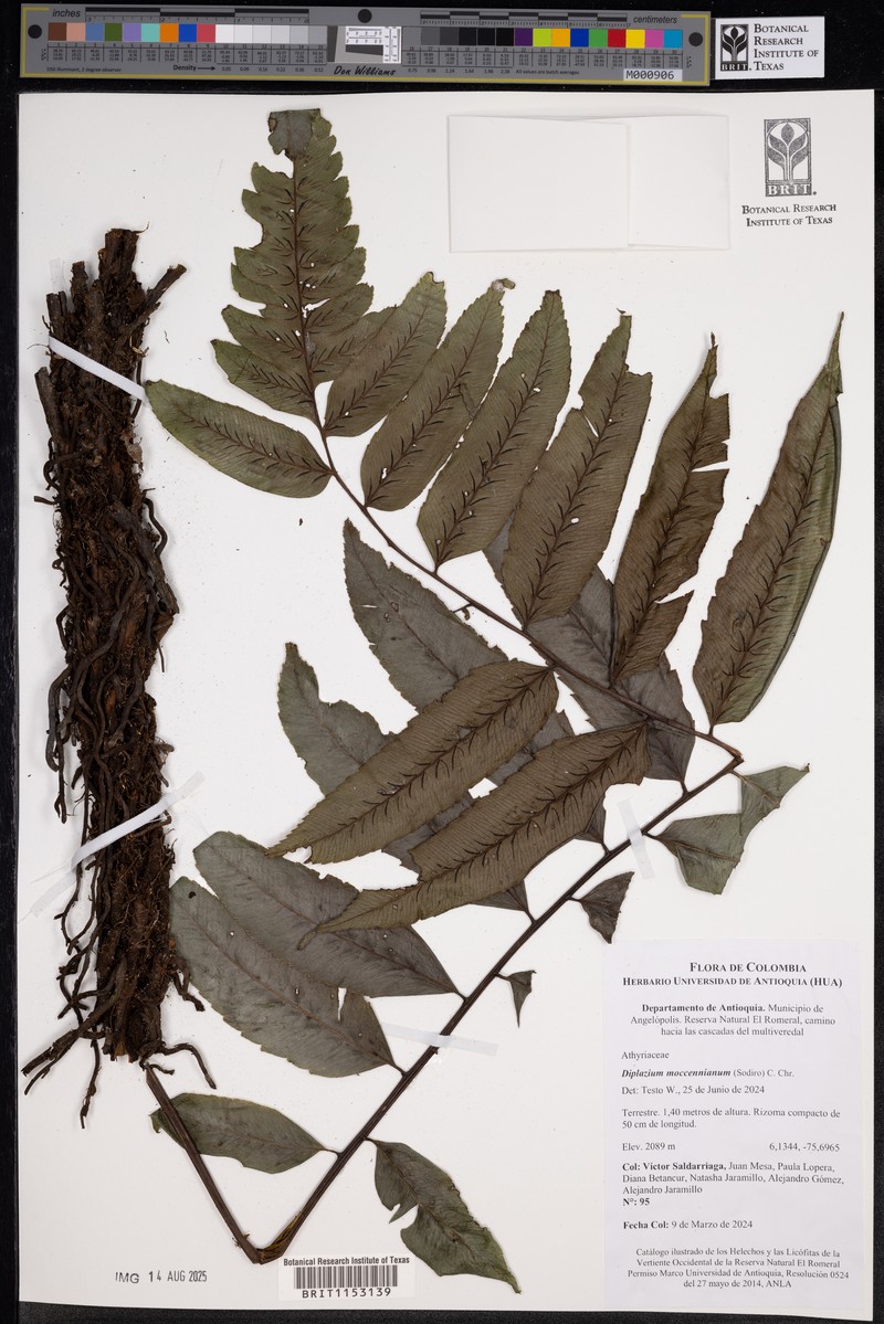 Diplazium moccennianum photo 4
