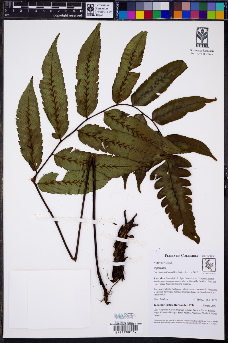 Diplazium moccennianum photo 5