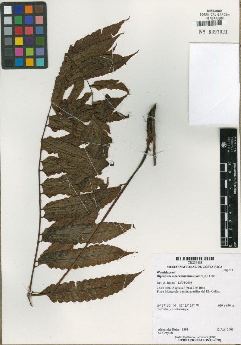 Diplazium moccennianum photo 6
