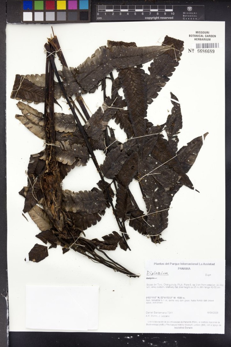 Diplazium moccennianum photo 7