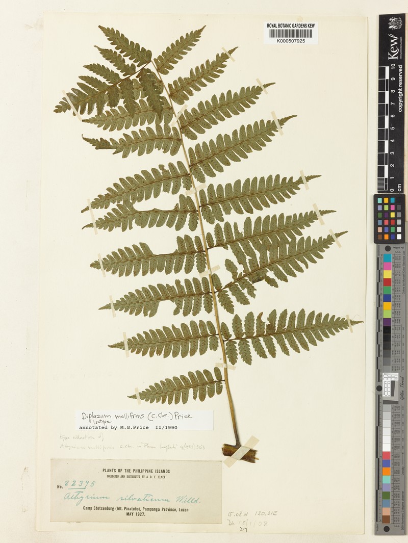 Diplazium mollifrons